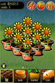 Grow some Sunflowers